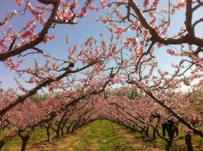 2017年3月相约湖南炎陵桃花节，在那桃花盛开的地方。